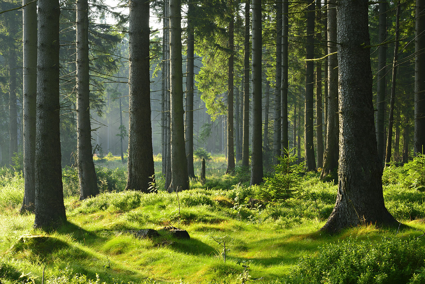 Ecosystemique-Forêt-Full