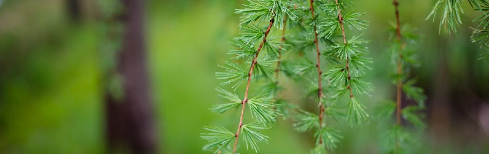 Ecosystemique-Agenda